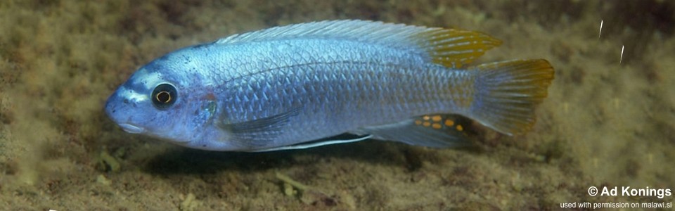 Labeotropheus trewavasae 'Maison Reef'