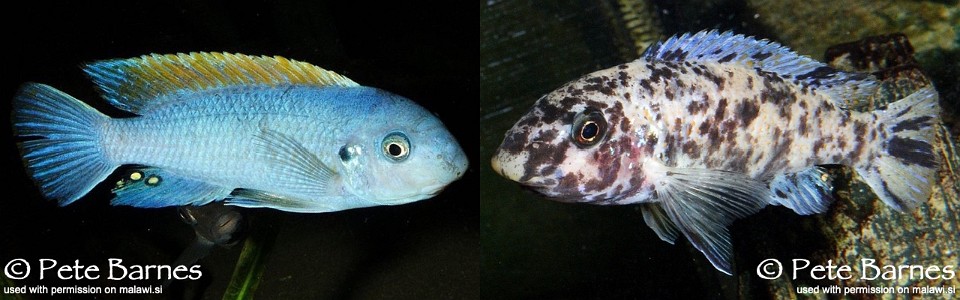 Labeotropheus trewavasae 'Makokola Reef'