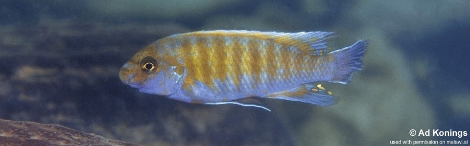 Labeotropheus trewavasae 'Mala Point'