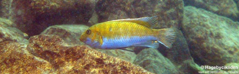 Labeotropheus trewavasae 'Masinje'