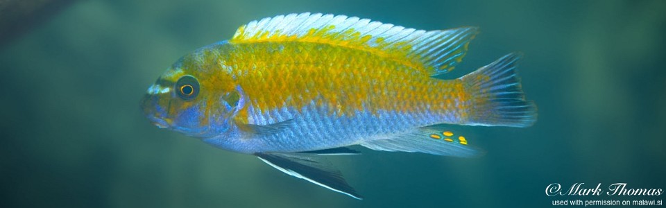 Labeotropheus trewavasae 'Matambukira Rocks'