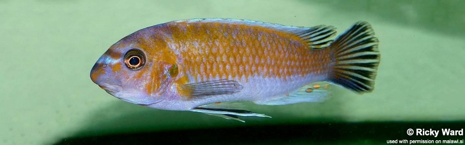 Labeotropheus trewavasae 'Mdoka'