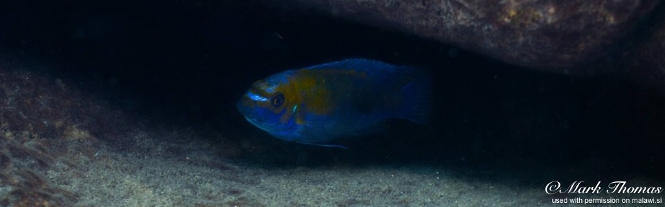 Labeotropheus trewavasae 'Mdowa'