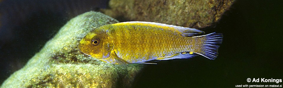 Labeotropheus trewavasae 'Metangula'