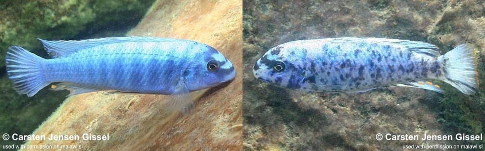 Labeotropheus trewavasae 'Nakantenga Island'