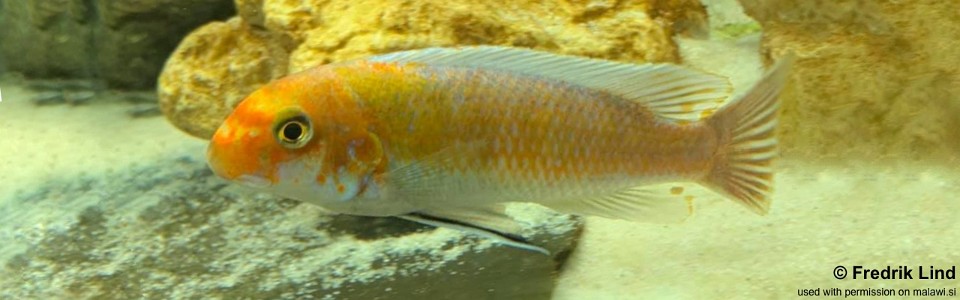 Labeotropheus trewavasae 'Ndumbi'