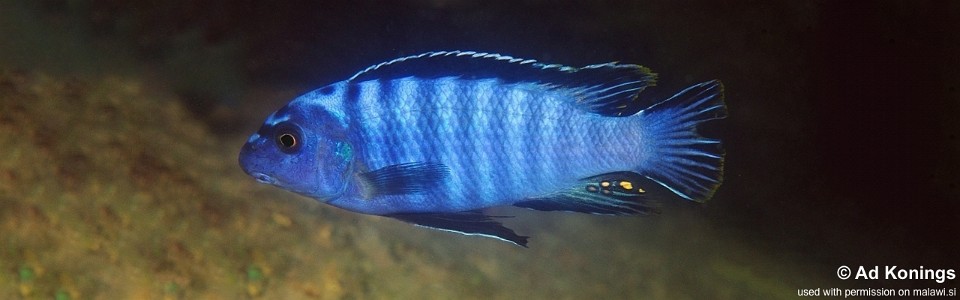 Labeotropheus trewavasae 'Ngkuyo Island'