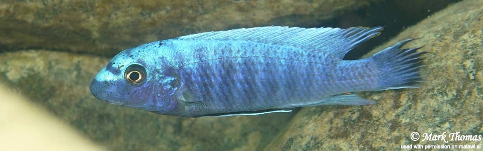 Labeotropheus trewavasae 'Ngwasi'