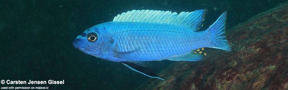 Labeotropheus trewavasae 'Nkhata Bay'