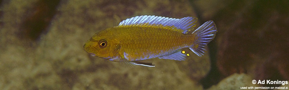 Labeotropheus trewavasae 'Nkolongwe'