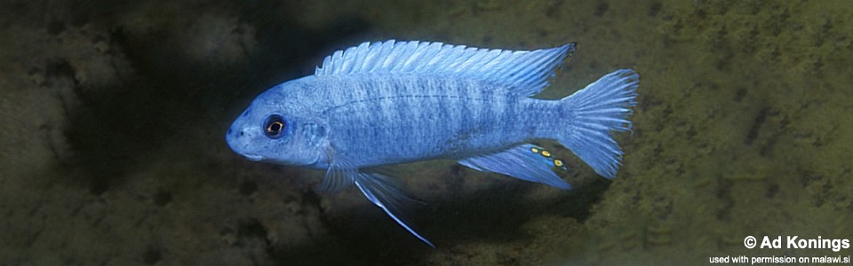 Labeotropheus trewavasae 'Ntekete'