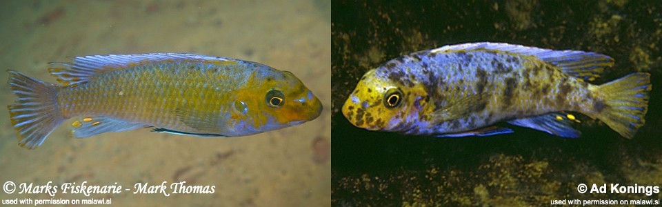 Labeotropheus trewavasae 'Pombo Rocks'