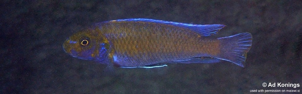 Labeotropheus trewavasae 'Puulu'