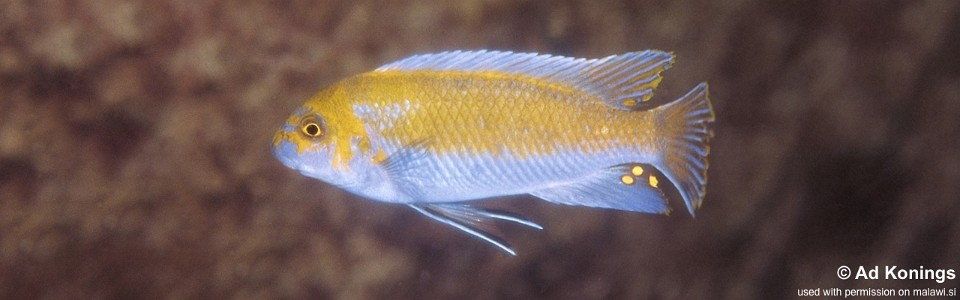 Labeotropheus trewavasae 'Ruarwe'