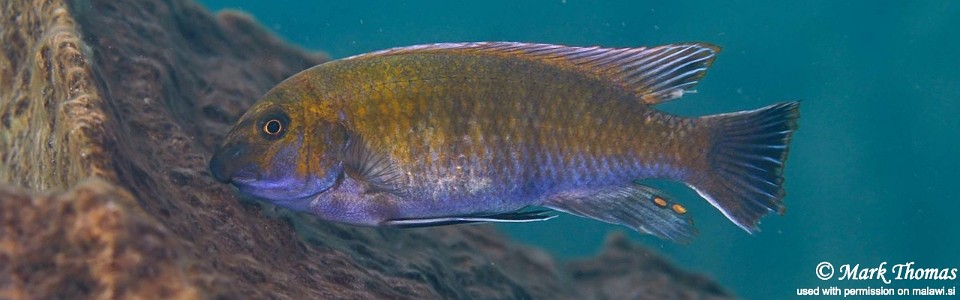 Labeotropheus trewavasae 'Sambia Reef'