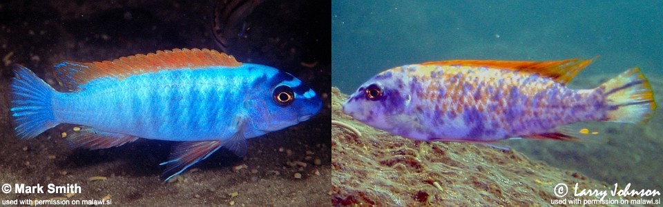 Labeotropheus trewavasae 'Thumbi West Island'