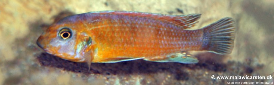 Labeotropheus trewavasae 'Thundu'