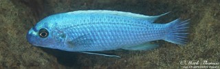 Labeotropheus trewavasae