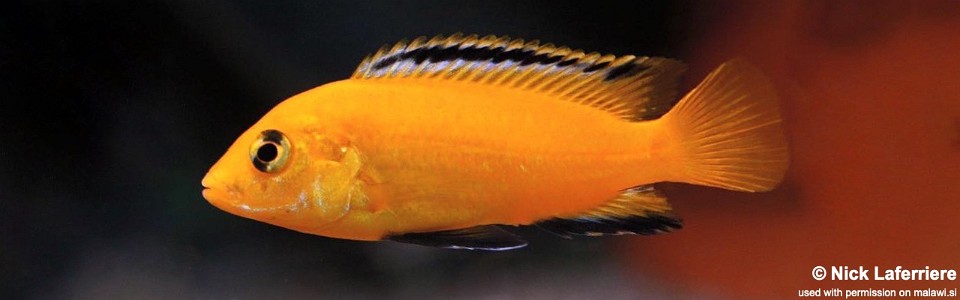 Labidochromis caeruleus 'Ruarwe'