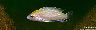 Labidochromis caeruleus 'Lundu'.jpg