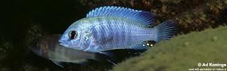 Labidochromis caeruleus 'Thumbi Point'.jpg