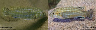 Labidochromis flavigulis