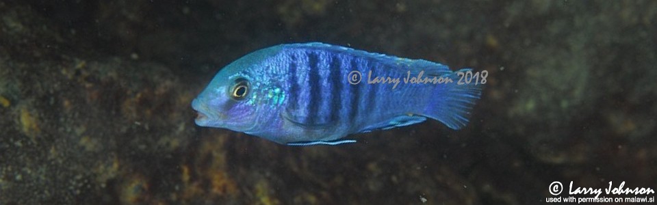 Labidochromis freibergi 'Mitande Reef'