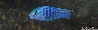 Labidochromis freibergi 'Mitande Reef'.jpg