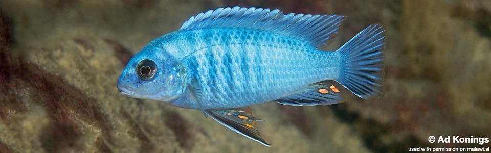 Labidochromis gigas 'Machili Island'