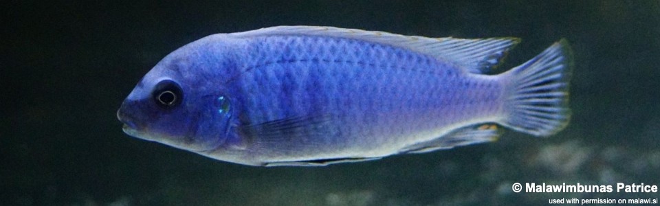 Labidochromis gigas 'Membe Island'