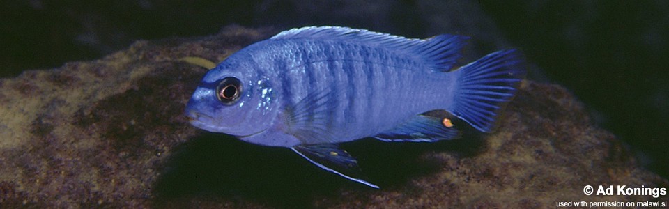 Labidochromis gigas 'Ndumbi Rocks' 