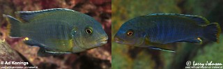 Labidochromis heterodon