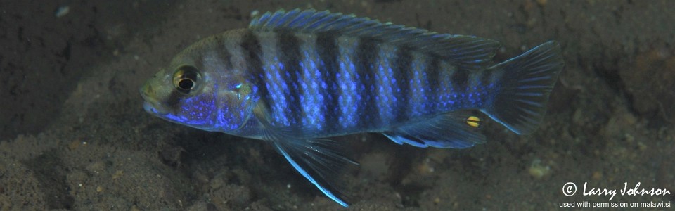 Labidochromis ianthinus 'Nkhomo Reef'