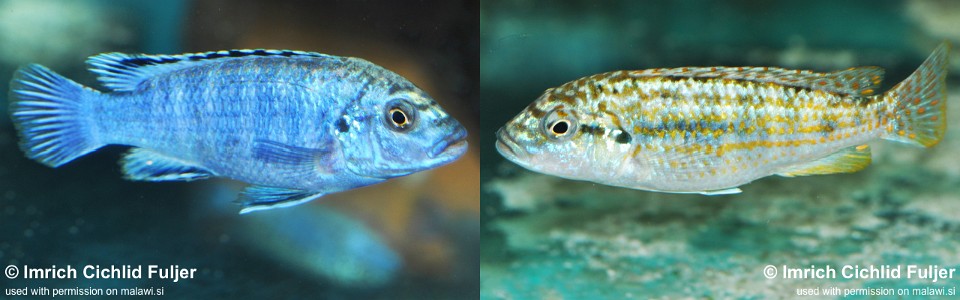 Labidochromis joanjohnsonae 'Mbako'