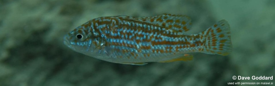 Labidochromis joanjohnsonae 'Mbamba Islands'