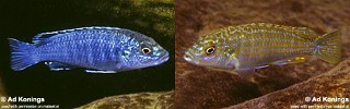 Labidochromis joanjohnsonae