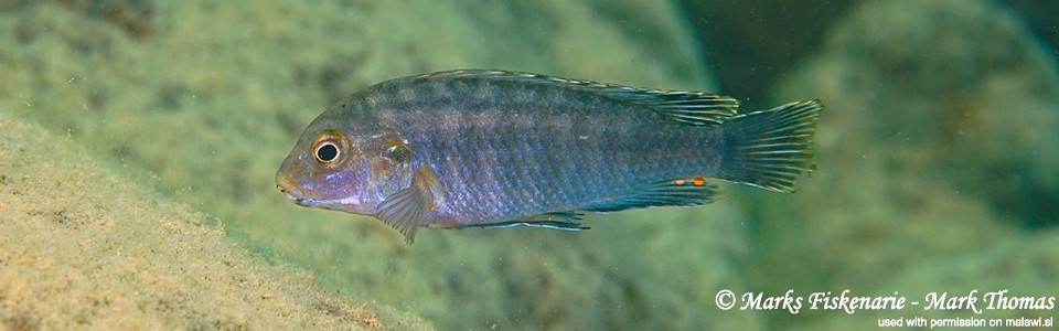 Labidochromis maculicauda 'Lundo Island'