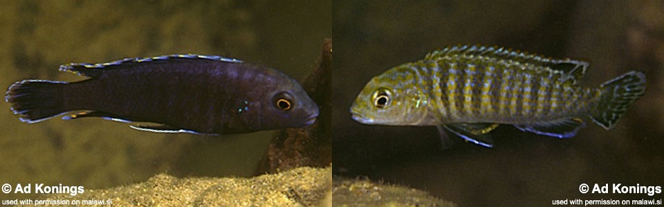 Labidochromis maculicauda 'Nkhata Bay'