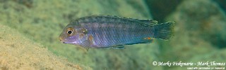 Labidochromis maculicauda 'Lundo Island'.jpg