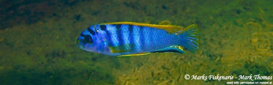 Labidochromis sp. 'hongi' Hongi Rocks