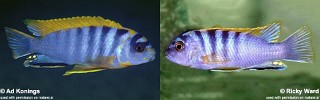 Labidochromis sp. 'hongi'