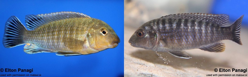 Labidochromis vellicans 'Gome'