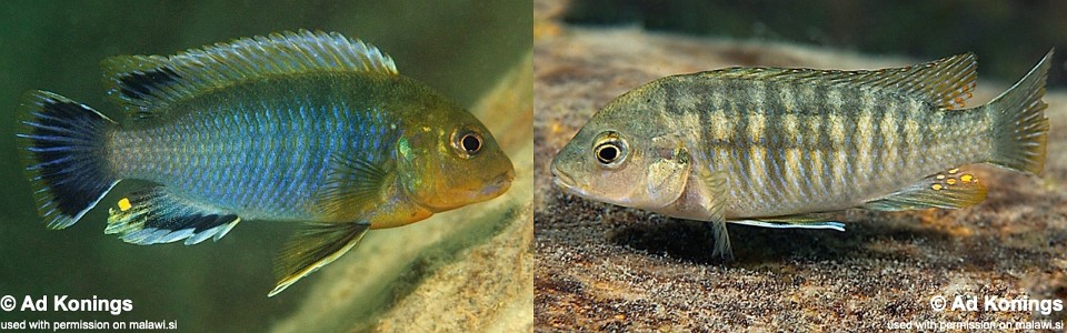 Labidochromis vellicans 'Thumbi East Island'