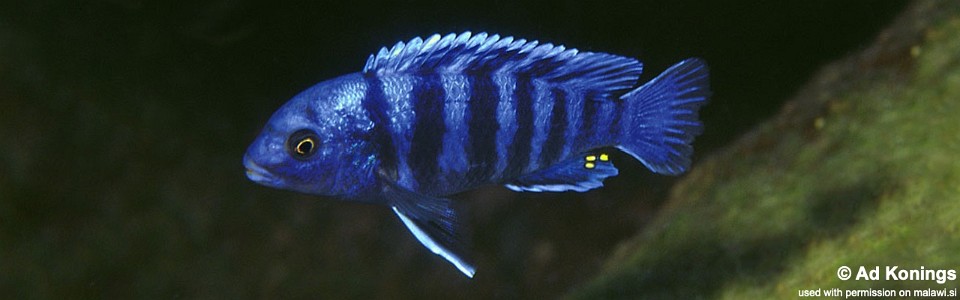 Labidochromis zebroides 'Masimbwe Island'