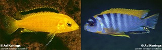 Labidochromis