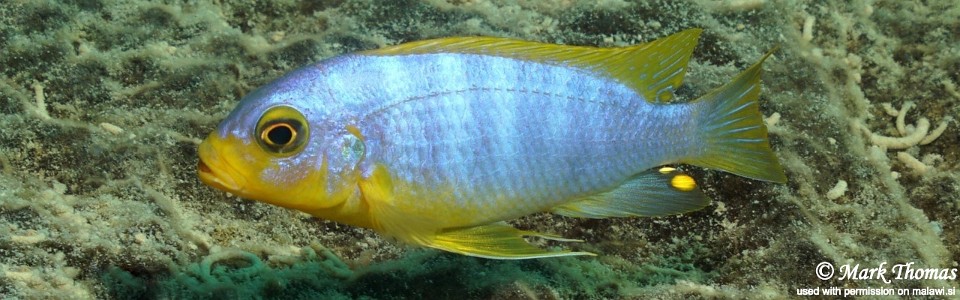 Maylandia aurora 'Mitande Reef'<br><font color=gray>Metriaclima aurora 'Mitande Reef'</font>