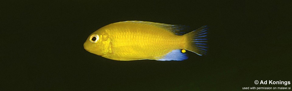 Maylandia barlowi 'Luwala Reef'<br><font color=gray>Metriaclima barlowi 'Luwala Reef'</font> 