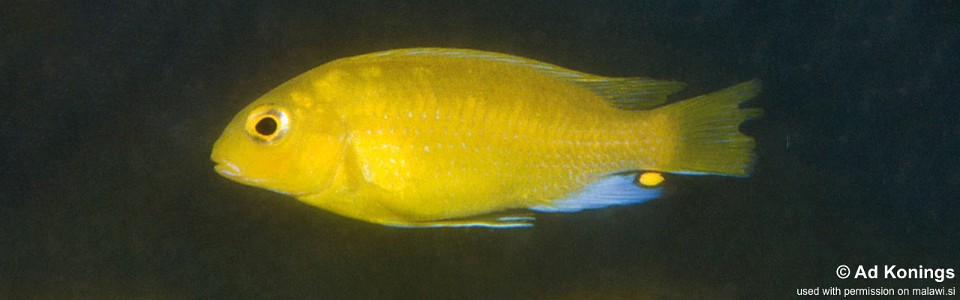 Maylandia barlowi 'Nkhudzi Headland'<br><font color=gray>Metriaclima barlowi 'Nkhudzi Headland'</font> 