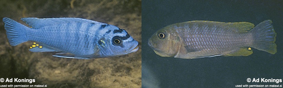 Maylandia benetos 'Mazinzi Reef'<br><font color=gray>Metriaclima benetos 'Mazinzi Reef'</font> 