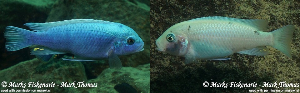 Maylandia callainos 'Mitande Reef'<br><font color=gray>Metriaclima callainos 'Mitande Reef'</font> 